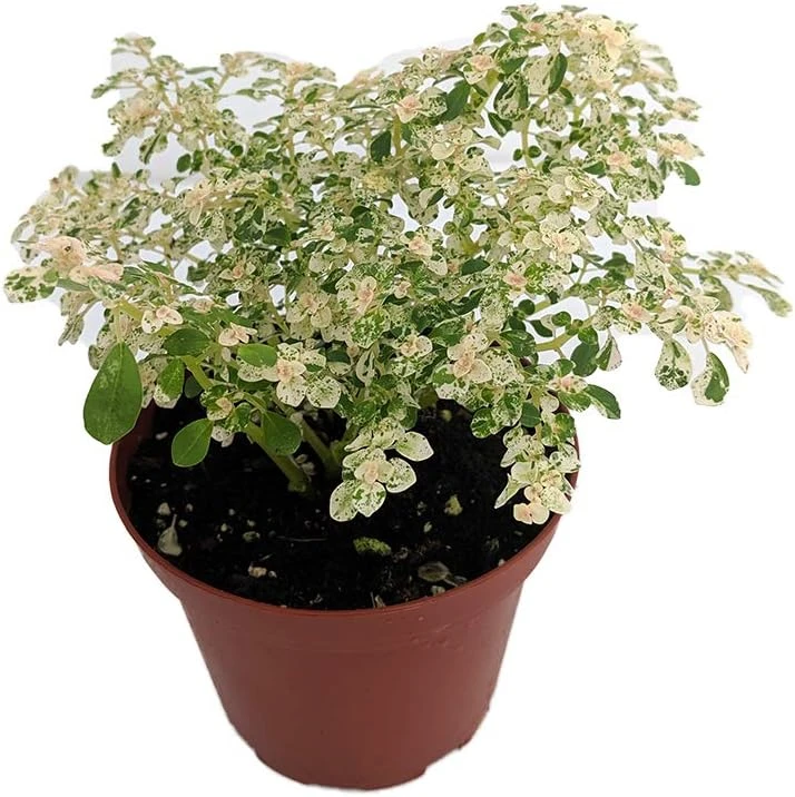 Snow Capped Artillery Plant - Pilea microphylla Live Plant - Rare 3.7" Pot - Indoor - Image 1