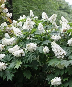 Snow Queen Oakleaf Hydrangea Live Plant – 4