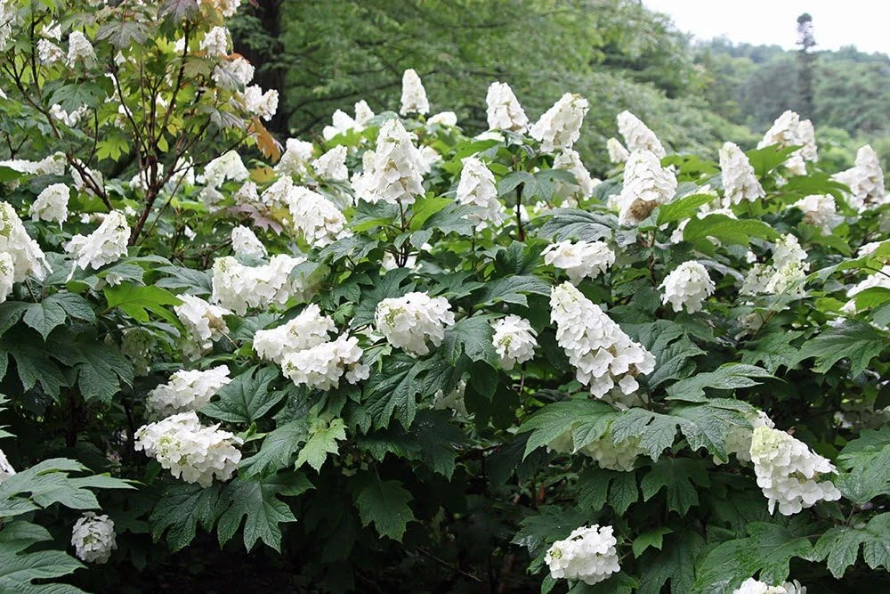 Snow Queen Oakleaf Hydrangea Live Plant – 4" Pot – White Blooms – Part Sun - Image 2