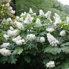 Snow Queen Oakleaf Hydrangea Live Plant – 4" Pot – White Blooms – Part Sun - Image 1