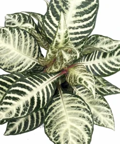 Snow White Zebra Plant - Aphelandra Squarrosa Live Houseplant - 4 inch Pot - Image 2