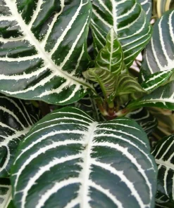 Snow White Zebra Plant - Aphelandra Squarrosa Live Houseplant - 4 inch Pot - Image 3