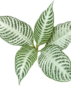 Snow White Zebra Plant - Aphelandra Squarrosa Live Houseplant - 4 inch Pot - Image 4