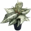 Snow White Zebra Plant - Aphelandra Squarrosa Live Houseplant - 4 inch Pot - Image 1