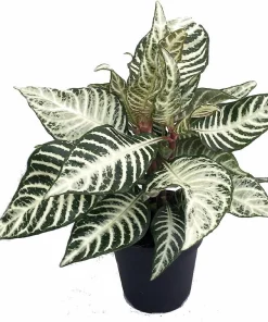 Snow White Zebra Plant - Aphelandra Squarrosa Live Houseplant - 4 inch Pot - Image 1