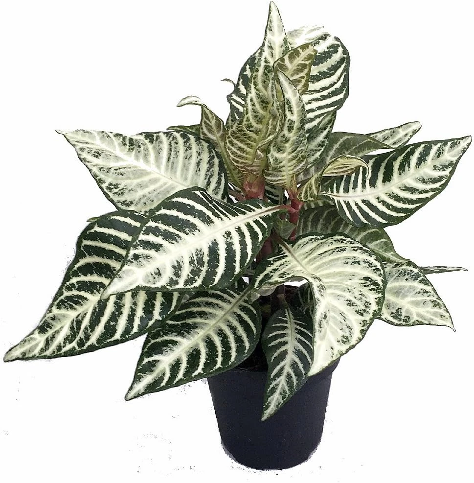 Snow White Zebra Plant - Aphelandra Squarrosa Live Houseplant - 4 inch Pot - Image 1