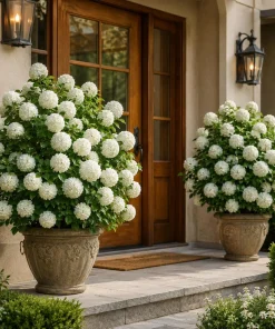 Snowball Viburnum Bush Live Plant - White Flowering Shrub, 2.5 Inch Pot, 6-12 Inch Tall Outdoor - Image 6