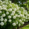 Snowball Viburnum Bush Live Plant - White Flowering Shrub, 2.5 Inch Pot, 6-12 Inch Tall Outdoor - Image 1