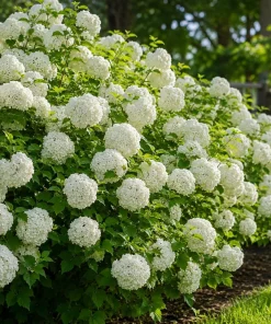 Snowball Viburnum Bush Live Plant - White Flowering Shrub, 2.5 Inch Pot, 6-12 Inch Tall Outdoor - Image 1