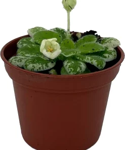 Snowdrop Micro Miniature African Violet Live Plant - Variegated, 2.5" Pot, Indoor - Image 2