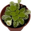 Snowdrop Micro Miniature African Violet Live Plant - Variegated, 2.5" Pot, Indoor - Image 1
