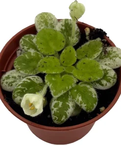 Snowdrop Micro Miniature African Violet Live Plant - Variegated, 2.5
