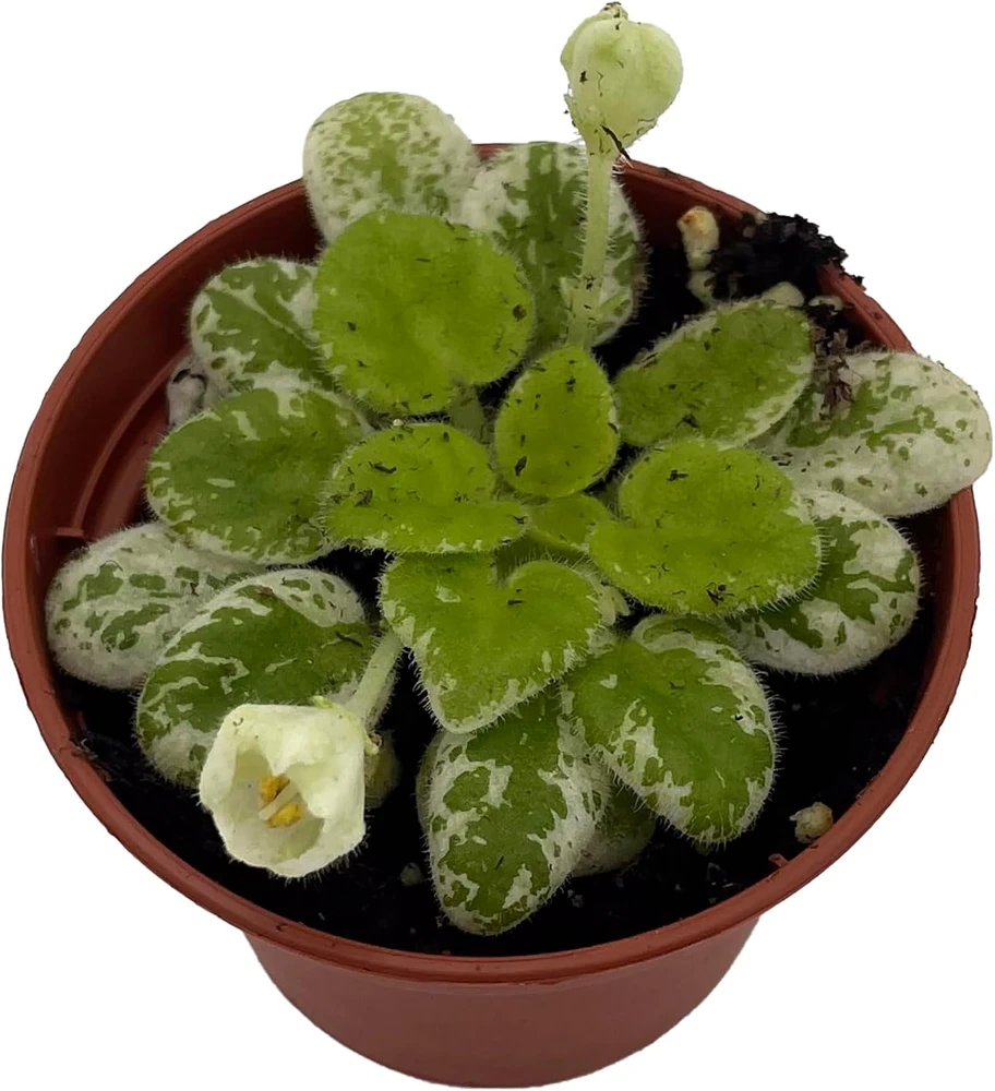 Snowdrop Micro Miniature African Violet Live Plant - Variegated, 2.5" Pot, Indoor - Image 1