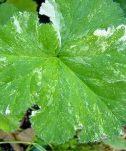 Snowflake Scented Geranium Live Plant - Citronella Mosquito Repellent - Quart Pot - Image 2