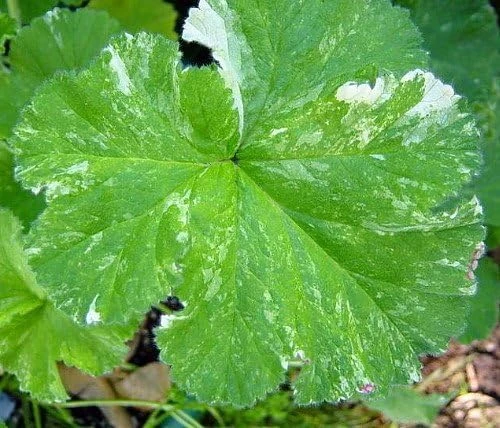 Snowflake Scented Geranium Live Plant - Citronella Mosquito Repellent - Quart Pot - Image 2