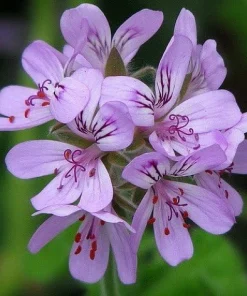 Snowflake Scented Geranium Live Plant - Citronella Mosquito Repellent - Quart Pot - Image 3