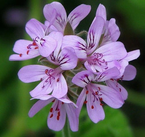 Snowflake Scented Geranium Live Plant - Citronella Mosquito Repellent - Quart Pot - Image 3