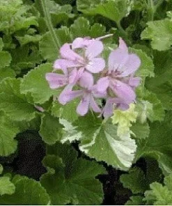 Snowflake Scented Geranium Live Plant - Citronella Mosquito Repellent - Quart Pot - Image 4