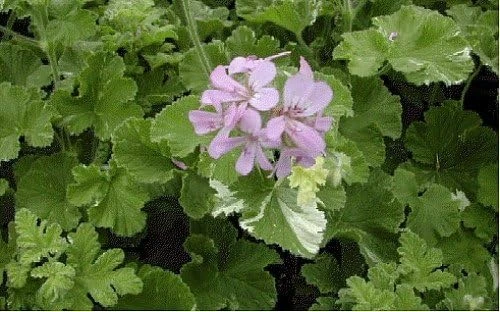 Snowflake Scented Geranium Live Plant - Citronella Mosquito Repellent - Quart Pot - Image 4