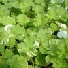 Snowflake Scented Geranium Live Plant - Citronella Mosquito Repellent - Quart Pot - Image 1