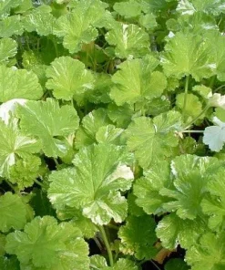 Snowflake Scented Geranium Live Plant - Citronella Mosquito Repellent - Quart Pot - Image 1