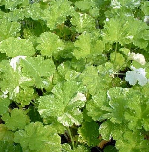 Snowflake Scented Geranium Live Plant - Citronella Mosquito Repellent - Quart Pot - Image 1