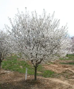 Snowgoose Flowering Cherry Tree Live Plant - 6-14" Tall, 2.5" Pot - Image 2