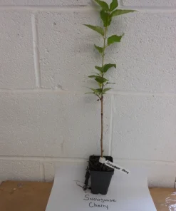 Snowgoose Flowering Cherry Tree Live Plant - 6-14