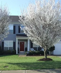 Snowgoose Flowering Cherry Tree Live Plant - 6-14