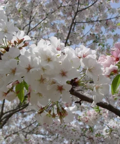 Snowgoose Flowering Cherry Tree Live Plant - 6-14