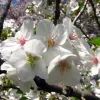 Snowgoose Flowering Cherry Tree Live Plant - 6-14" Tall, 2.5" Pot - Image 1