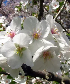 Snowgoose Flowering Cherry Tree Live Plant - 6-14