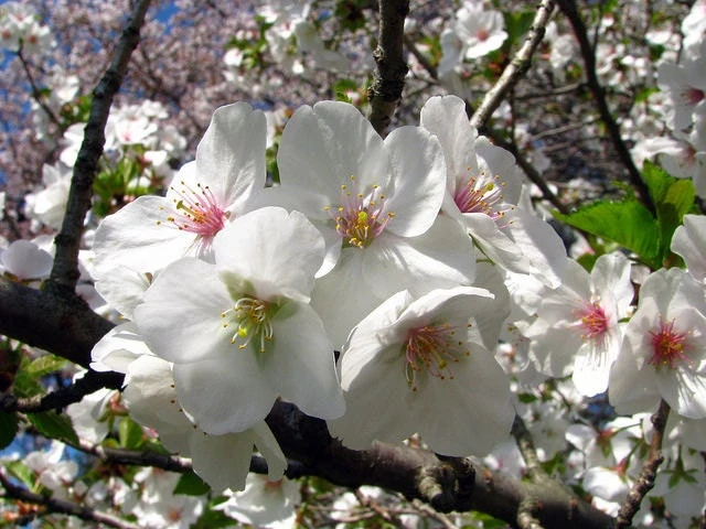 Snowgoose Flowering Cherry Tree Live Plant - 6-14" Tall, 2.5" Pot - Image 1