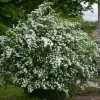 Snowmound Spirea Live Plant – 6-12 inch Quart Pot – White Flowering Shrub - Image 1