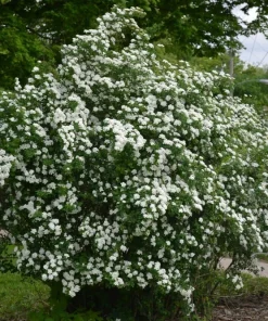 Snowmound Spirea Live Plant – 6-12 inch Quart Pot – White Flowering Shrub - Image 1