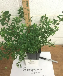 Snowmound Spirea Live Plant – 6-12 inch Quart Pot – White Flowering Shrub - Image 2
