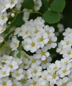 Snowmound Spirea Live Plant – 6-12 inch Quart Pot – White Flowering Shrub - Image 3