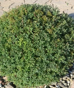 Snowmound Spirea Live Plant – 6-12 inch Quart Pot – White Flowering Shrub - Image 4
