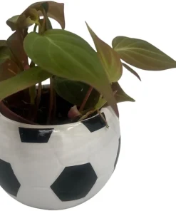 Soccer Ball Planter with Live Indoor Plant - 2.5
