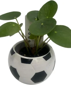 Soccer Ball Planter with Live Indoor Plant - 2.5
