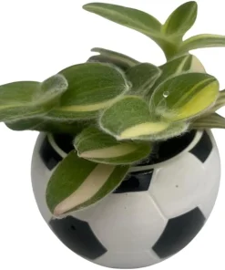 Soccer Ball Planter with Live Indoor Plant - 2.5