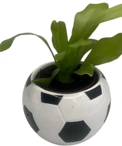 Soccer Ball Planter with Live Indoor Plant - 2.5