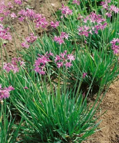 Society Garlic Live Plant Tulbaghia violacea Perennial Herb, 1 Gallon Pot - Image 2