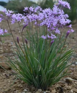 Society Garlic Live Plant Tulbaghia violacea Perennial Herb, 1 Gallon Pot - Image 3