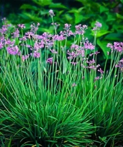 Society Garlic Live Plant Tulbaghia violacea Perennial Herb, 1 Gallon Pot - Image 4