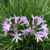 Society Garlic Live Plant Tulbaghia violacea Perennial Herb, 1 Gallon Pot - Image 1
