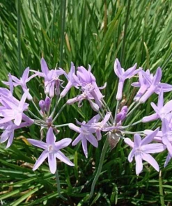 Society Garlic Live Plant Tulbaghia violacea Perennial Herb, 1 Gallon Pot - Image 1