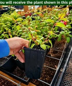 Soft Pink Fuchsia Live Plant, 4-6 inch Tall, 6 Inch Pot, Pink Flowers - Image 2