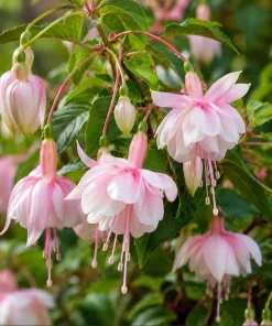 Soft Pink Fuchsia Live Plant – 4-6 inch Tall, 6 Inch Pot – Outdoor Flower - Image 3