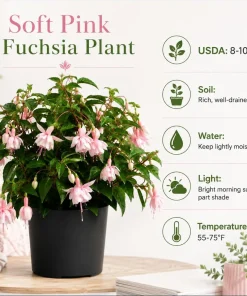 Soft Pink Fuchsia Live Plant – 4-6 inch Tall, 6 Inch Pot – Outdoor Flower - Image 4
